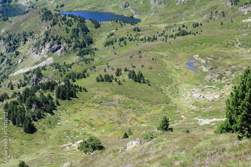 Mountain pine in Pyrenees, Pinus uncinata photo