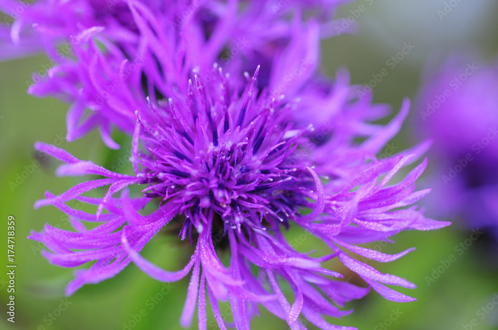 Purple flower Purple flower
