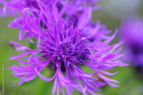 Purple flower