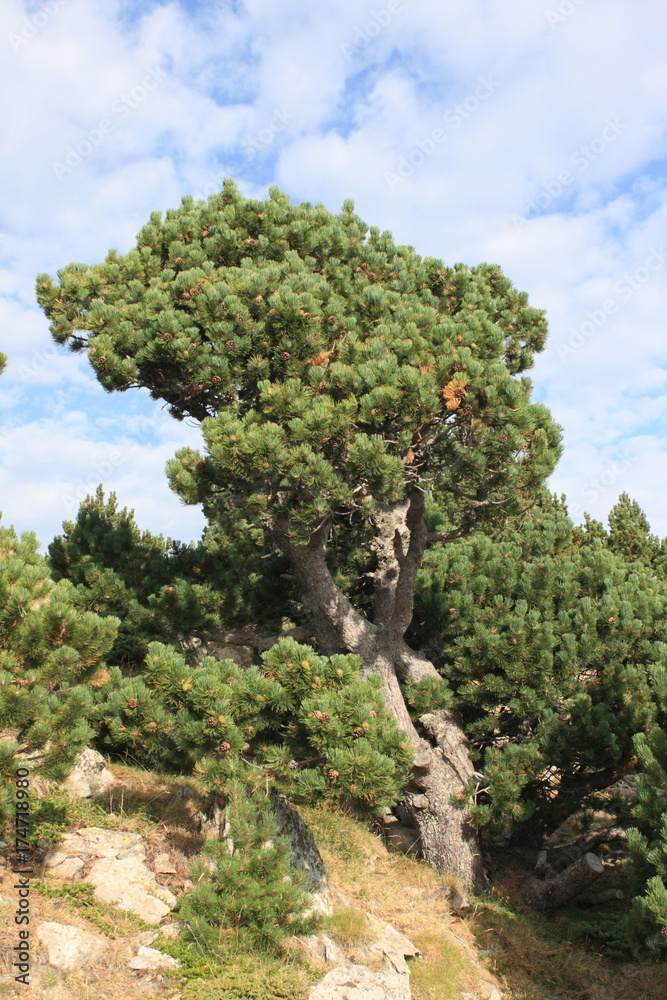 Mountain pine in Pyrenees, Pinus uncinata Mountain pine in Pyrenees, Pinus uncinata