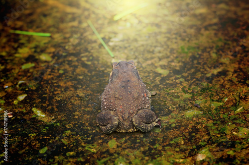 the back of a brown toad on rough and dirty cement ground with light