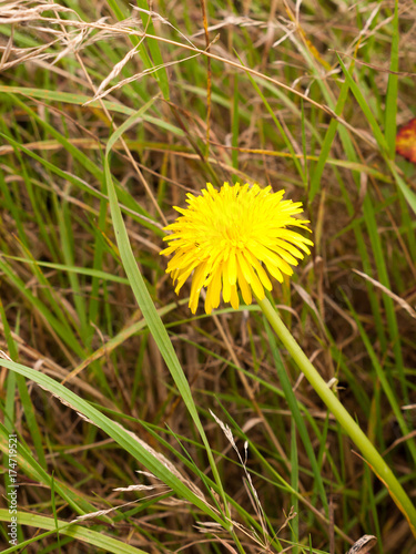 single yellow dandelion on meadow floor close up © Callum