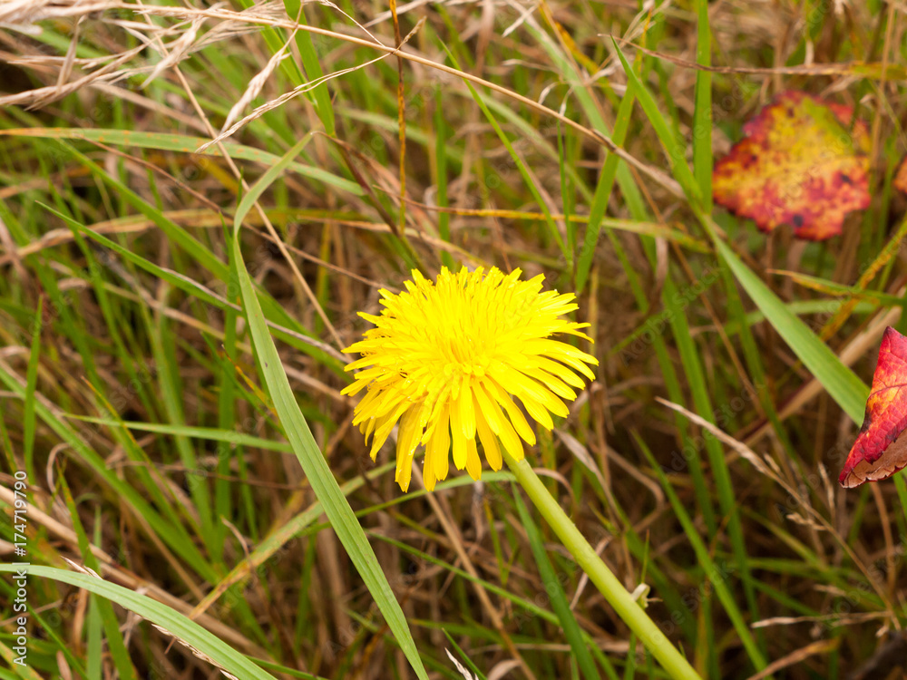 single yellow dandelion on meadow floor close up single yellow dandelion on meadow floor close up