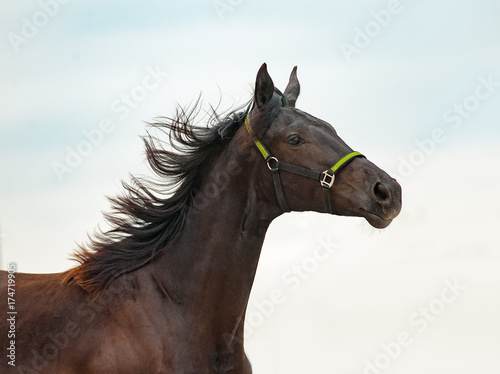 Fotografija young purebred horse portrait