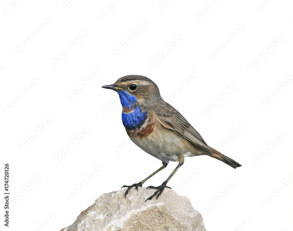 Fototapeta premium portrait of a bright blue bird standing on a rock on an isolated white background