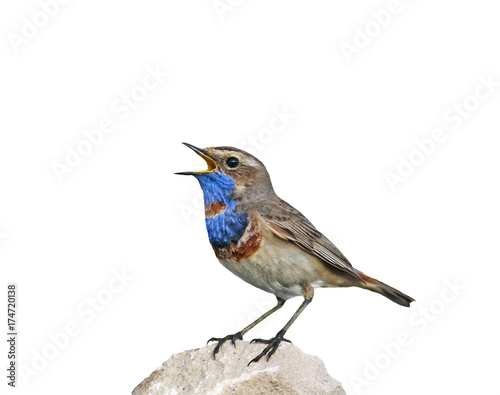 portrait of a bright bird, the Bluethroat is on the rock and sings on an isolated white background