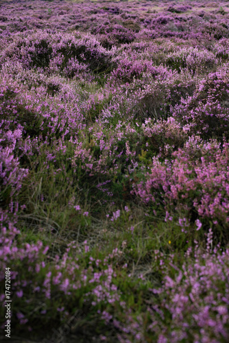 Moorland with purple blooming heather. Veluwe. Netherlands.