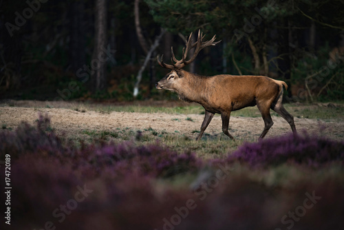 Red deer stag (cervus elaphus) in moorland.
