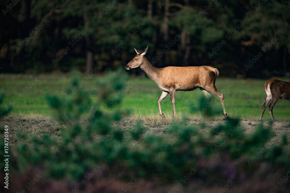 Red deer hind (cervus elaphus) walking in field. Red deer hind (cervus elaphus) walking in field.
