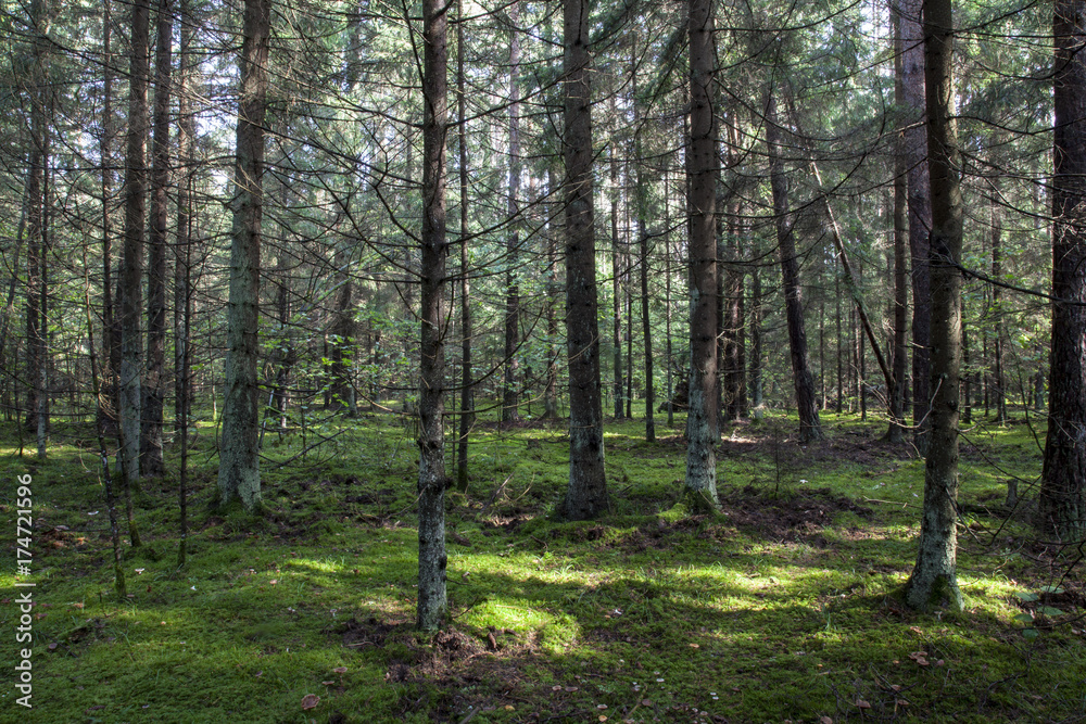 Fototapeta premium Forest