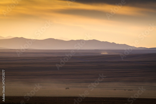 Wild Animals near the Song Kul Lake in Kyrgyzstan