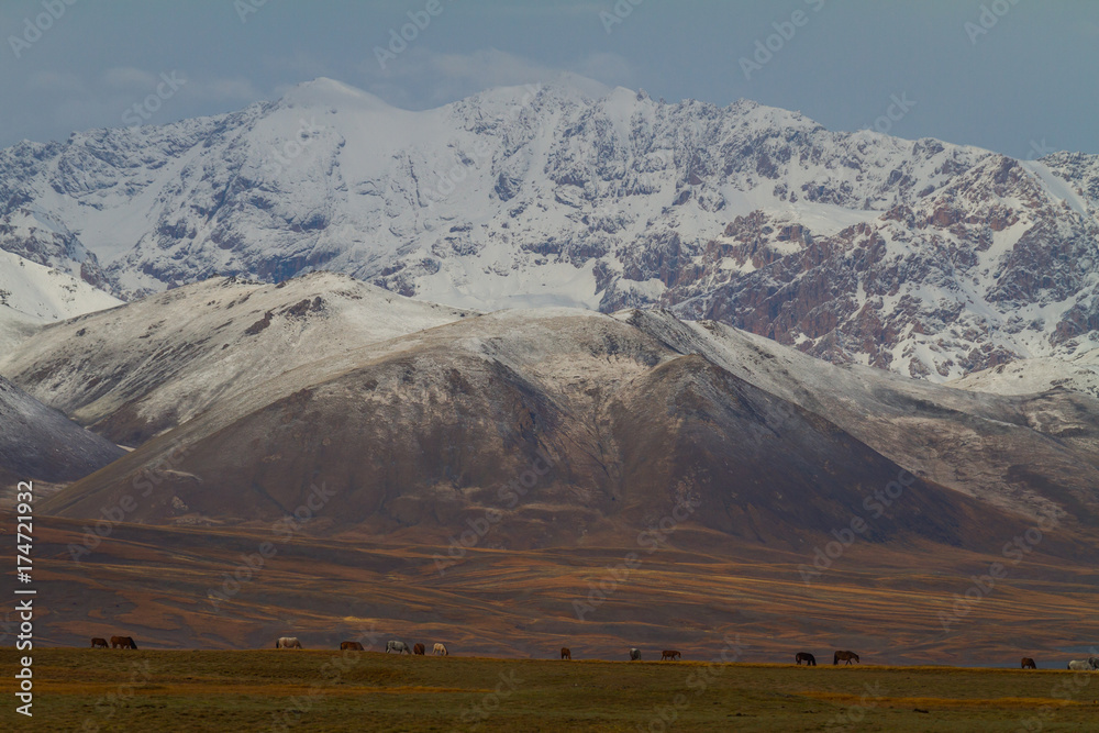 Wild horses near Chatyr Kul Lake in Kyrgyzstan