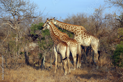 Fototapeta Naklejka Na Ścianę i Meble -  Giraffe