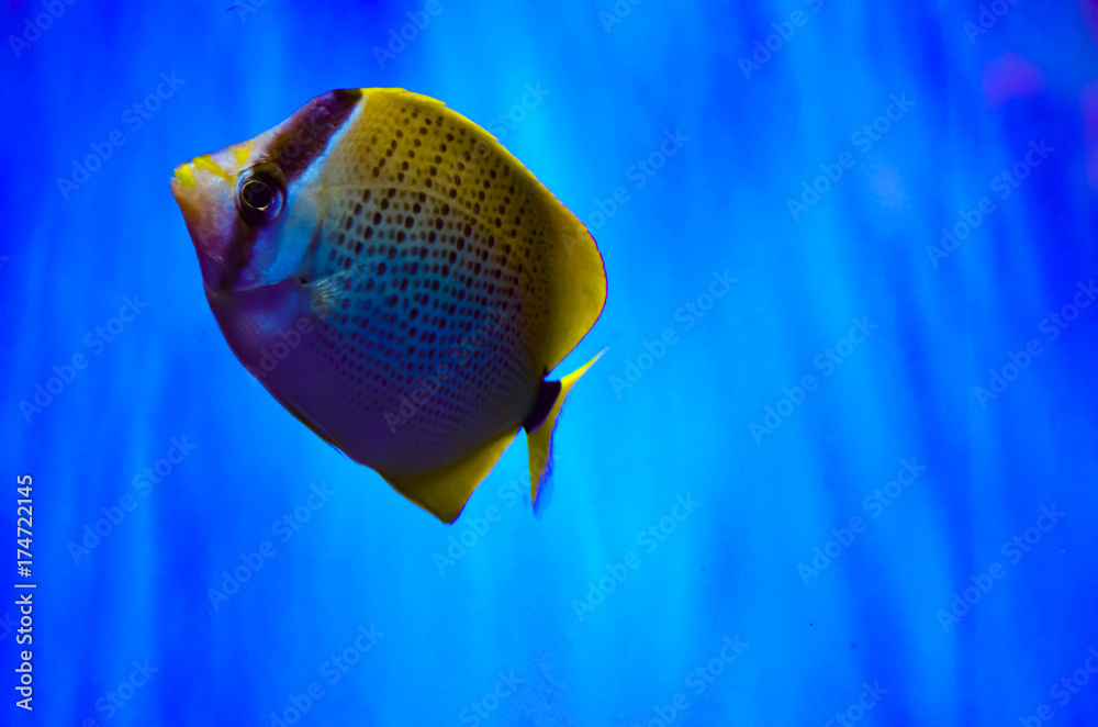 Naklejka premium チョウチョウウオ