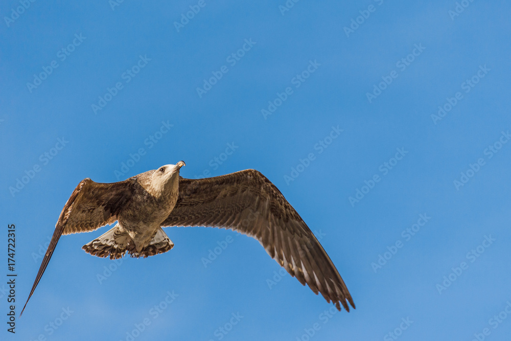 Fototapeta premium Seagull flying with blue sky.