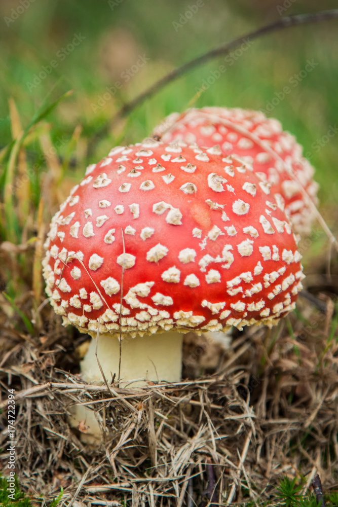 Amanita muscaria, poisonous mushroom in the grass Amanita muscaria, poisonous mushroom in the grass