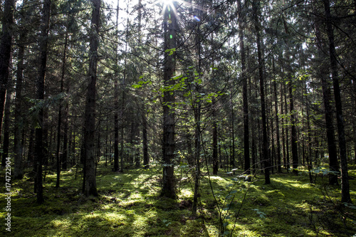 Coniferous forest