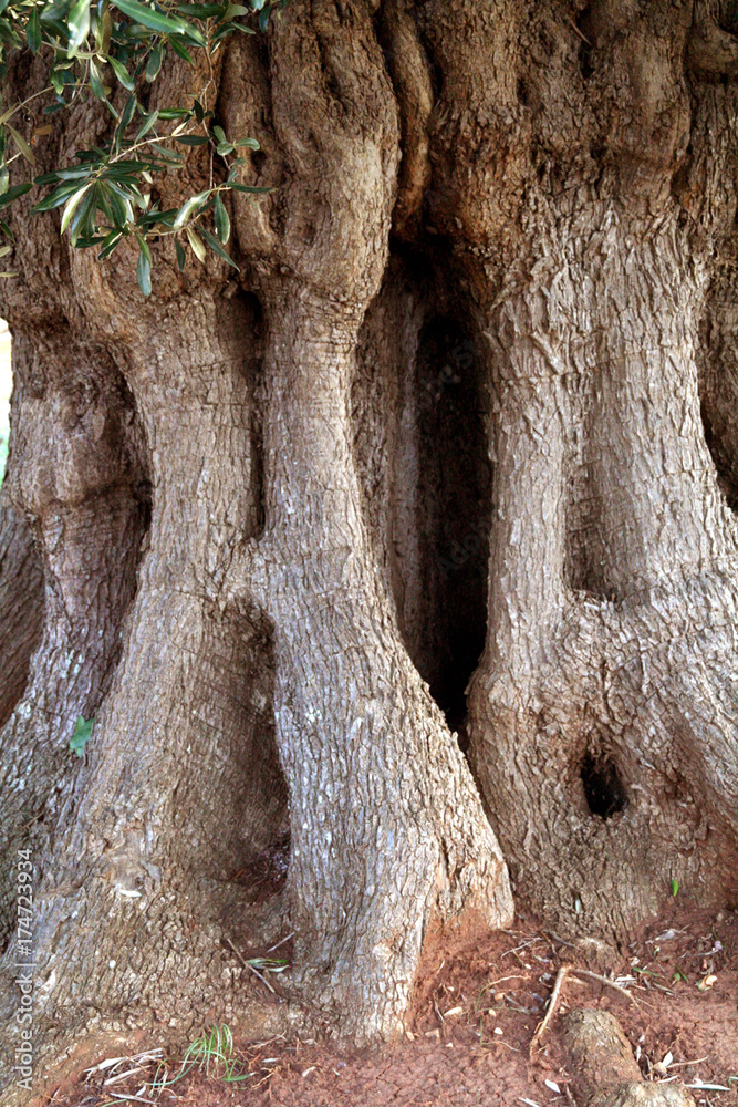 Obraz premium olivo monumentale