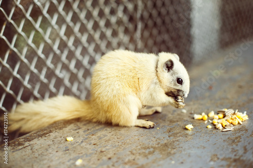 Closeup image of squirrel eating nuts at Thailand Samui park. photo