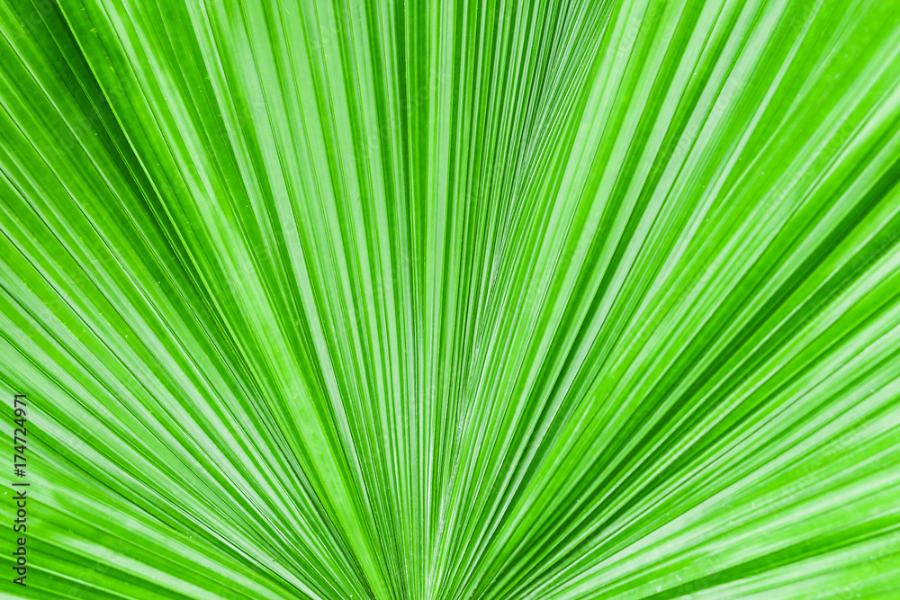 Closeup palm leaf texture. Closeup palm leaf texture.