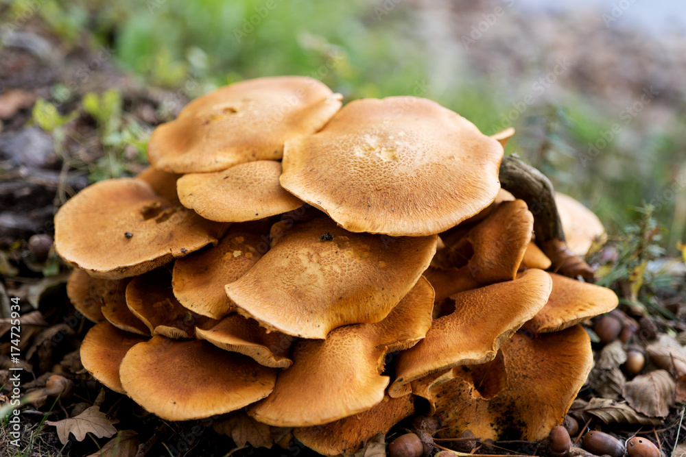 Pilze im Herbstwald Pilze im Herbstwald