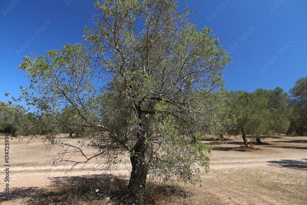 Apulia olive trees