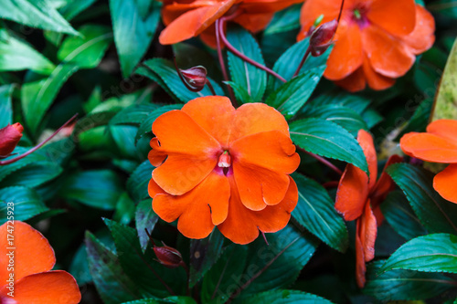 Photos Orange New Guinea Impatiens.