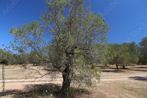 Apulia olive trees