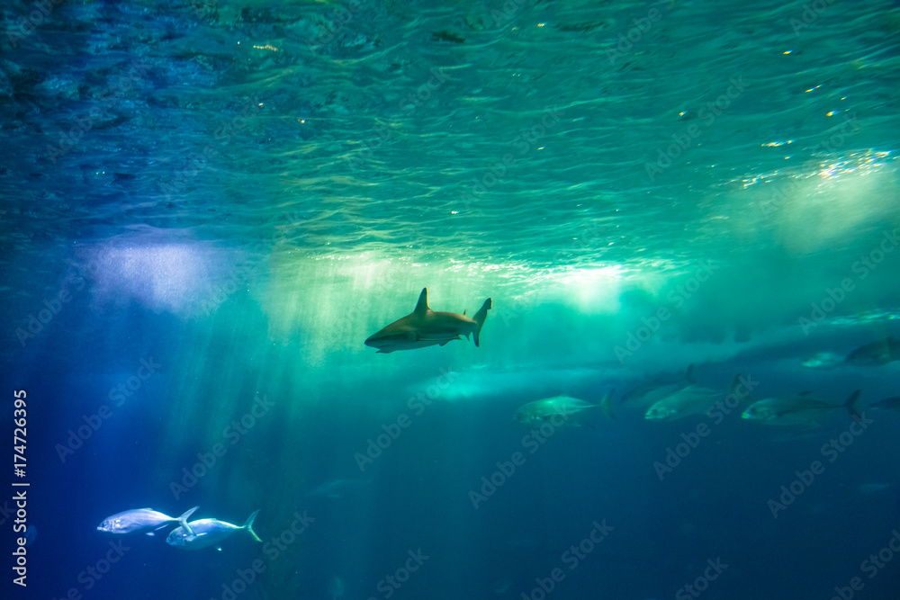 Undersea scene background. A shark and tropical fishes in deep blue water. Undersea marine life. Copy space. Undersea scene background. A shark and tropical fishes in deep blue water. Undersea marine life. Copy space.