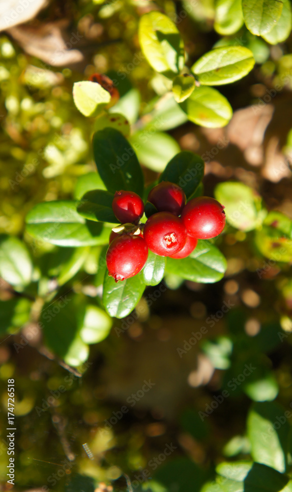 Red berry of bilberries or cowberry or foxberry or lingonberry with green Red berry of bilberries or cowberry or foxberry or lingonberry with green