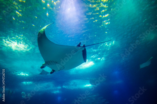 Undersea marine life. Prospective view of a large Manta Ray swimming under blue ocean. Seabed blue background. © bennymarty