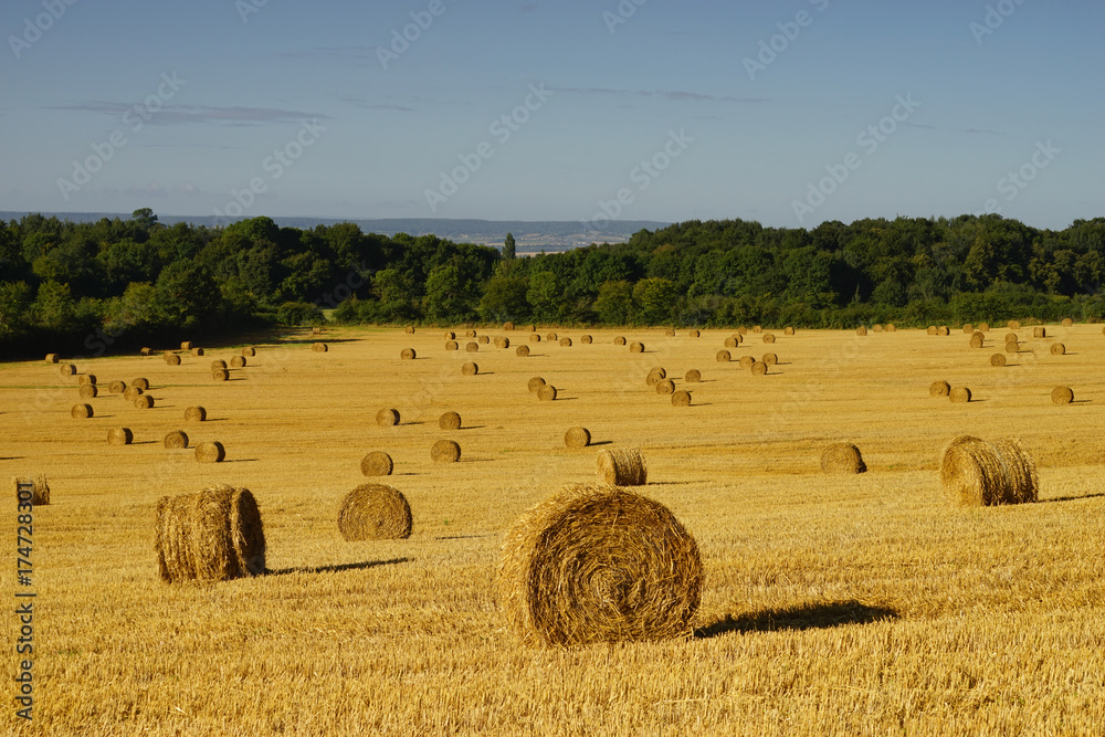 Fototapeta premium Paysage Campagne 239