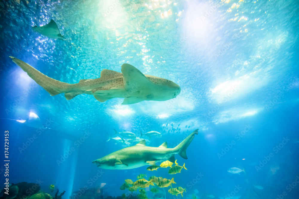 Fototapeta premium Underwater blue background with sunbeams. Schools of tropical fish and big sharks in turquoise water. Undersea marine life. Copy space.