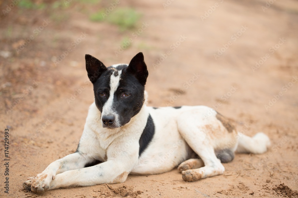Roadside dog waiting with hope. Roadside dog waiting with hope.