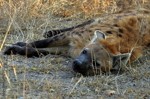 Hyena in the Kruger National Park in South Africa