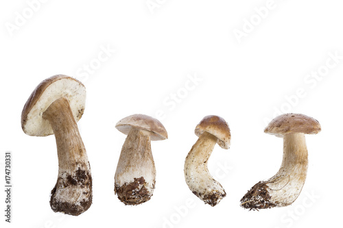Harvested at autumn amazing edible mushrooms boletus edulis (king bolete) known as porcini mushrooms. on white background.