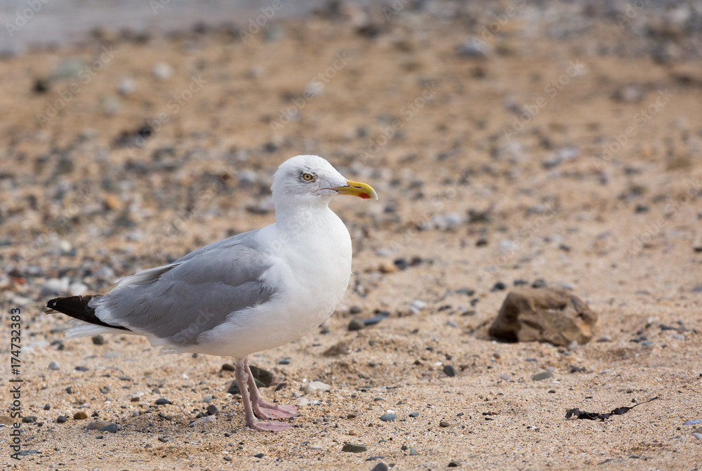 Seagull standing on a sandy beach
