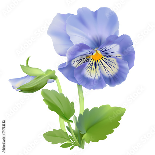Pansy flower.
Hand drawn vector illustration of a garden variety of Viola tricolor on transparent background, realistic style.
