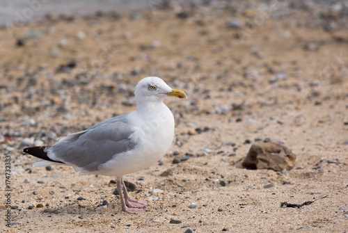 Seagull standing on a sandy beach