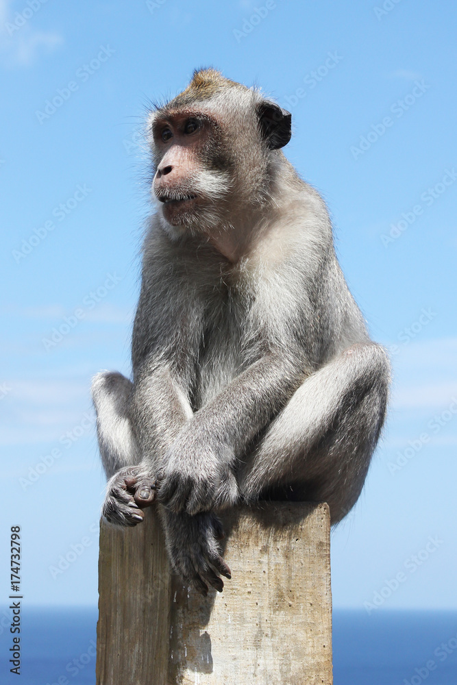 Affen monkey in Bali indonesien