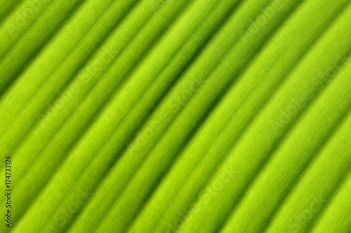 banana leaf texture -closeup