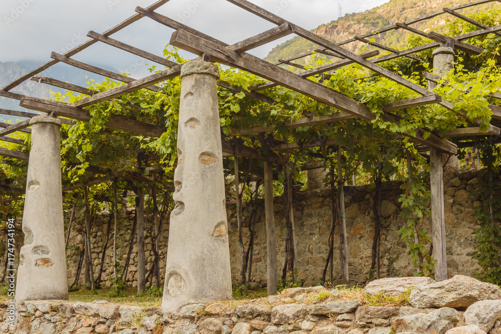 the typical agricultural architecture of the vineyards of Carema, in Piedmont, Italy /pylons, stone and lime columns and chestnut poles support the pergola of rows of grapes the typical agricultural architecture of the vineyards of Carema, in Piedmont, Italy /pylons, stone and lime columns and chestnut poles support the pergola of rows of grapes