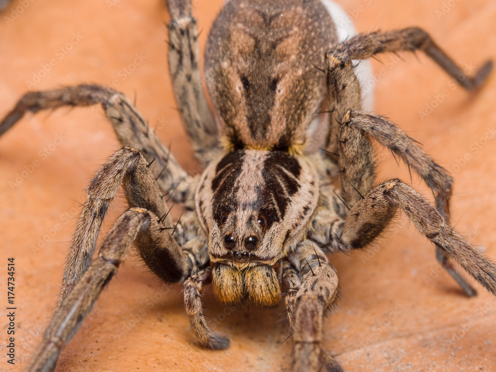 Spider Hogna radiata with her egg sack Spider Hogna radiata with her egg sack