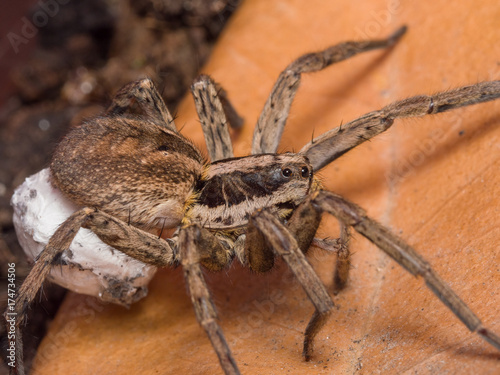 Spider Hogna radiata with her egg sack
