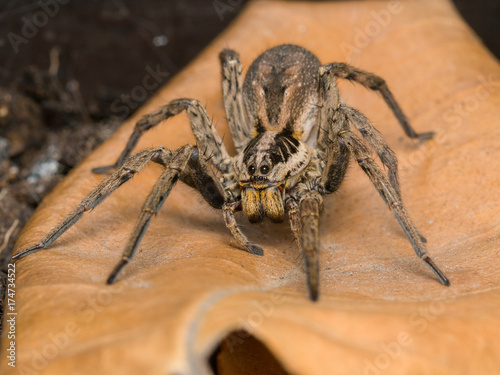 Spider Hogna radiata with her egg sack photo