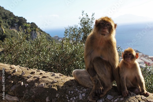 Macaque Monkeys  monkey family in Gibraltar   Spain