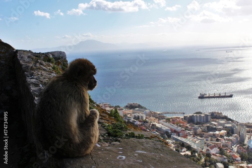 Macaque monkey in Gibraltar, Spain