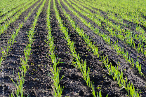 Green wheat planted before winter in a row