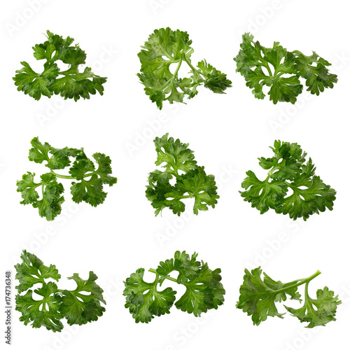 parsley fresh herb isolated on a white background