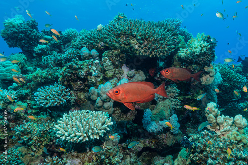 Großaugenbarsche am Korallenriff